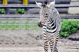 Small Baby Chapman`s Zebra Equus Quagga Chapmani