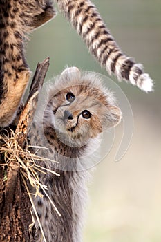 Small baby Cheetah cub South Africa