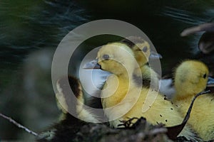Small baby chick muscovy ducks Cairina moschata huddle close to their mother