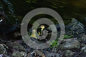 Small baby chick muscovy ducks Cairina moschata huddle close to their mother