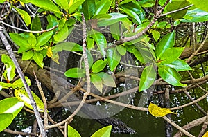 Small baby crocodile alligator in tropical mangrove river Bentota Sri Lanka