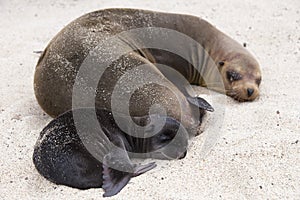 Small baby Galapagos sea lion seen sleeping contentedly against its mother in soft focus background