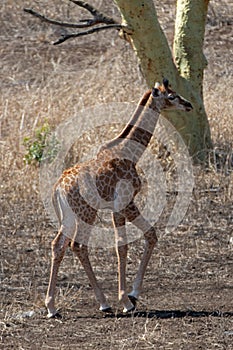 Small baby giraffe calf by itself in Kruger National Park in South Africa