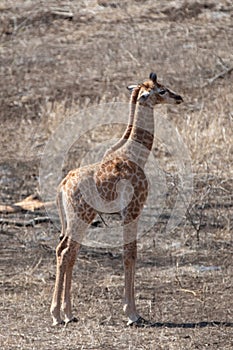 Small baby giraffe in Kruger National Park in South Africa