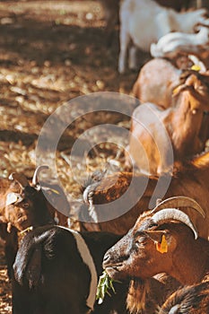 Small baby goats sleeping relaxing together warm in the sun