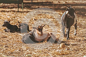 Small baby goats sleeping relaxing together warm in the sun