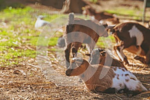 Small baby goats sleeping relaxing together warm in the sun