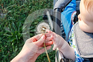 A small baby holds a blooming dandelion flower in his hand and is not afraid of allergies, spring pollinosis in children and adult