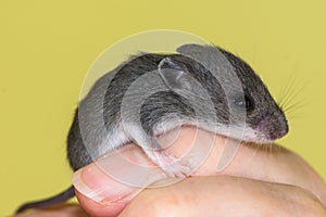 A small baby house mouse draped over a finger.