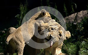 Small baby lion playing with its mother in a zoo