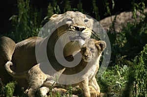 Small baby lion playing with its mother in a zoo