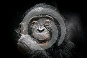 a small, baby monkey sucking on its hand