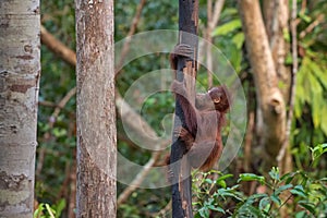 Small baby orangutan orang-utan - Borneo