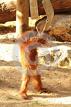 a small baby orangutan is played by a fire hose.