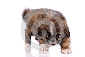 small baby pekingese dog isolated over the white background