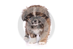 small baby pekingese dog isolated over the white background