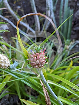 Small baby pineapple growing