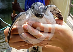 Small baby sea turtle at a rescue conservation center