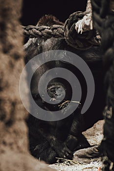 Small baby silverback gorilla looks at the camera eating with his mother next to him