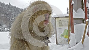 A small baby snow monkey sitting on a wooden post, Jigokudani, Nagano, Japan.