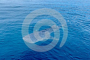 Pequeno un nino ballena tiburón un barco Acantilado occidental 