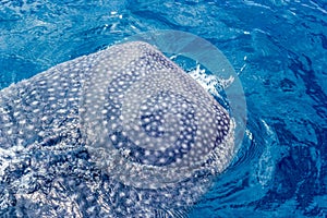 A small baby Whale Shark, shot from a boat, Nigaloo Reef Western Australia