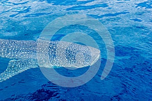 A small baby Whale Shark, shot from a boat, Nigaloo Reef Western Australia