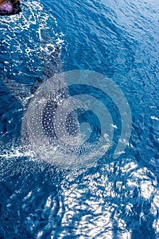 A small baby Whale Shark, shot from a boat, Nigaloo Reef Western Australia