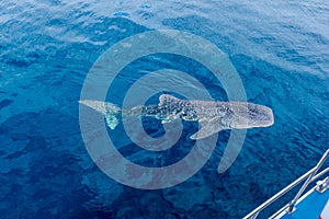 a small baby Whale Shark swimming next to a boat, shot from a boat, Nigaloo Reef Western Australia