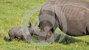 Small Baby White Rhino