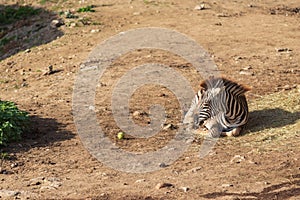 A small baby Zebra - Hippotigris lies on the ground