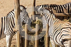 A small baby Zebra - Hippotigris lies on the ground