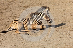 A small baby Zebra - Hippotigris lies on the ground