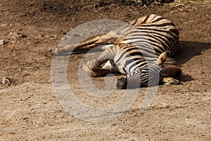 A small baby Zebra - Hippotigris lies on the ground