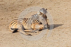 A small baby Zebra - Hippotigris lies on the ground