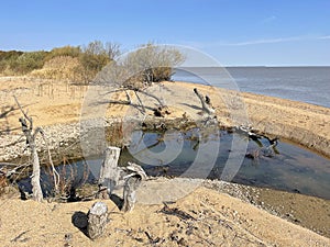 Small backwater on the shore of Lake Khanka in sunny autumn day. Russia, Primorsky Krai photo