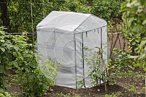 Small Backyard Greenhouse for Seedlings in Garden