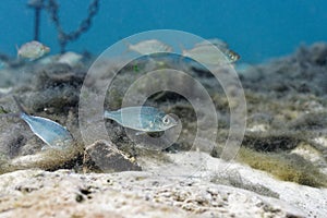 Small baitfish called Shiners forage at the bottom of a central Florida spring