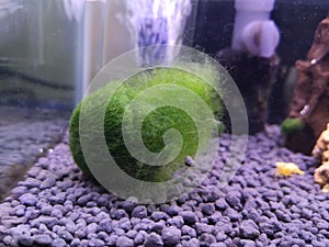 Small ball of green moss, also called Marimo in aquarium.