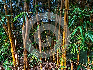 small bamboo tree in the garden.
