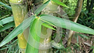 small bamboo tree with green leaves.