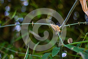 Small bamboo tree trunk with blur background