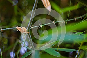 Small bamboo tree trunk with blur background
