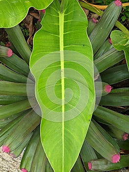 small banana leaves in the garden during indonesian rainy season