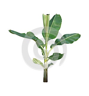 Small banana tree isolated on white background