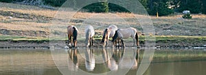 Small band / herd of wild horses drinking at the waterhole in the Pryor Mountains Wild Horse Range in Montana