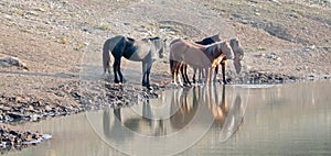 Small band / herd of wild horses drinking at the waterhole in the Pryor Mountains Wild Horse Range in Montana USA