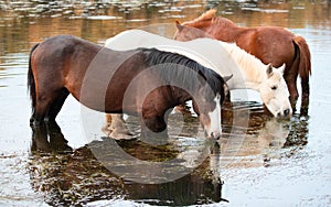 Small band of Salt River wild horses grazing on water grass near Mesa Arizona USA