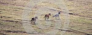 Small band of three wild horses running free in the Pryor Mountains of the western USA