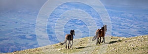 Small band of three wild horses running on a mountain ridge in the western United States